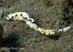 Tag, you're it! A pair of imperial nudibranchs shot in Ha... by Kip Nead 